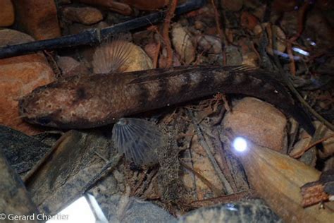 肉食魚種類|60cm水槽で飼える肉食魚8選！特徴と飼育方法も合わ。